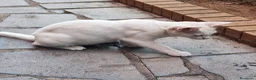 Meticcio gatti in regalo: Gattino di TRE mesi svezzato CERCA CASA - Annuncio 5