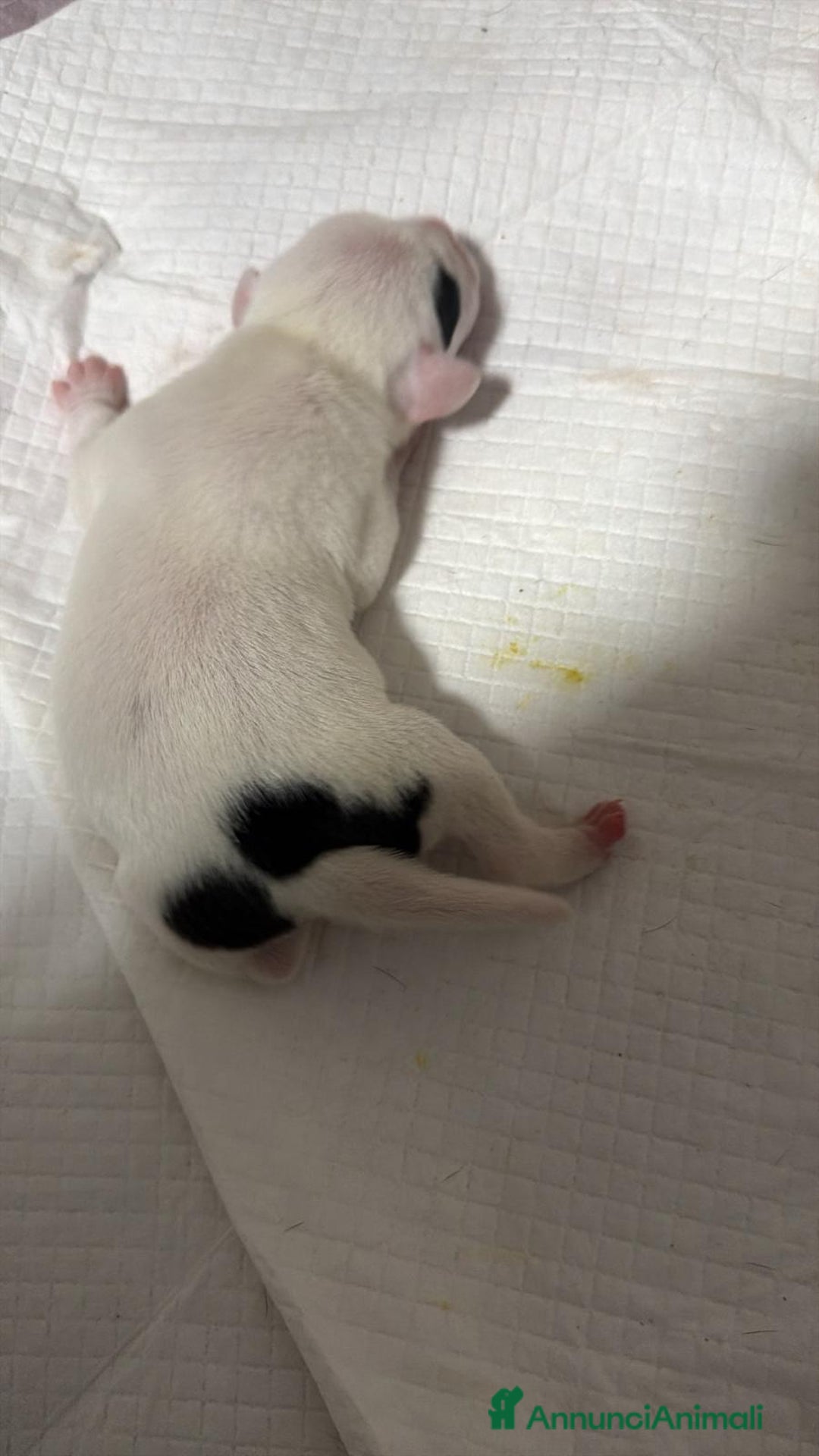 Pitbull cani in vendita: Cuccioli di pitbull  - Annuncio 3