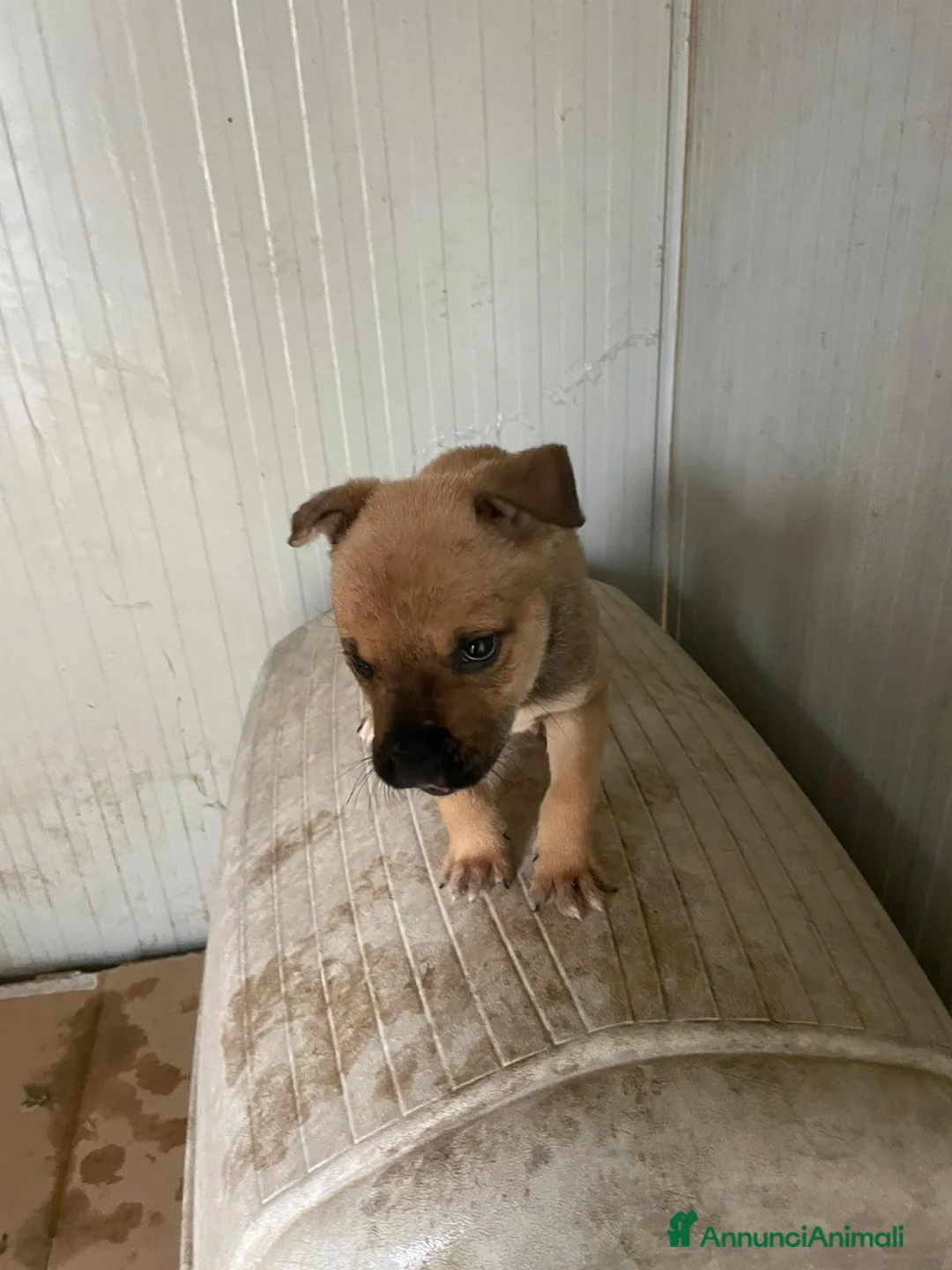 Pitbull cani in regalo: MUFFIN CERCA CASA - Annuncio 6