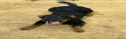 Meticcio cani in regalo: ZAYN, il cucciolo più affettuoso della terra! - Annuncio 7