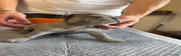 Bulldog Francese cani in vendita: bulldog francese bulldog animali  - Annuncio 2