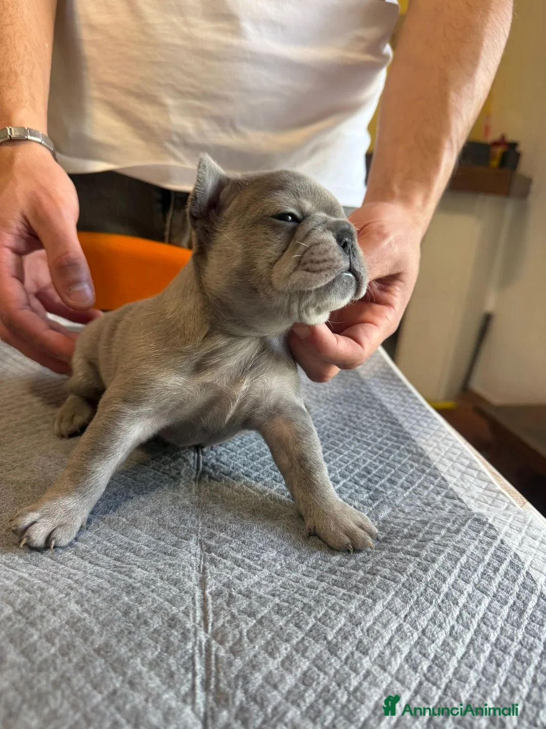Bulldog Francese cani in vendita: bulldog francese bulldog animali  - Annuncio 2