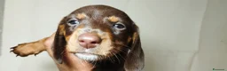 Bassotto cani in vendita: Bassotto  a Città Metropolitana di Torino - Annuncio 3
