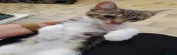 Meticcio gatti in regalo: Bignè gattina dolcissima  - Annuncio 2