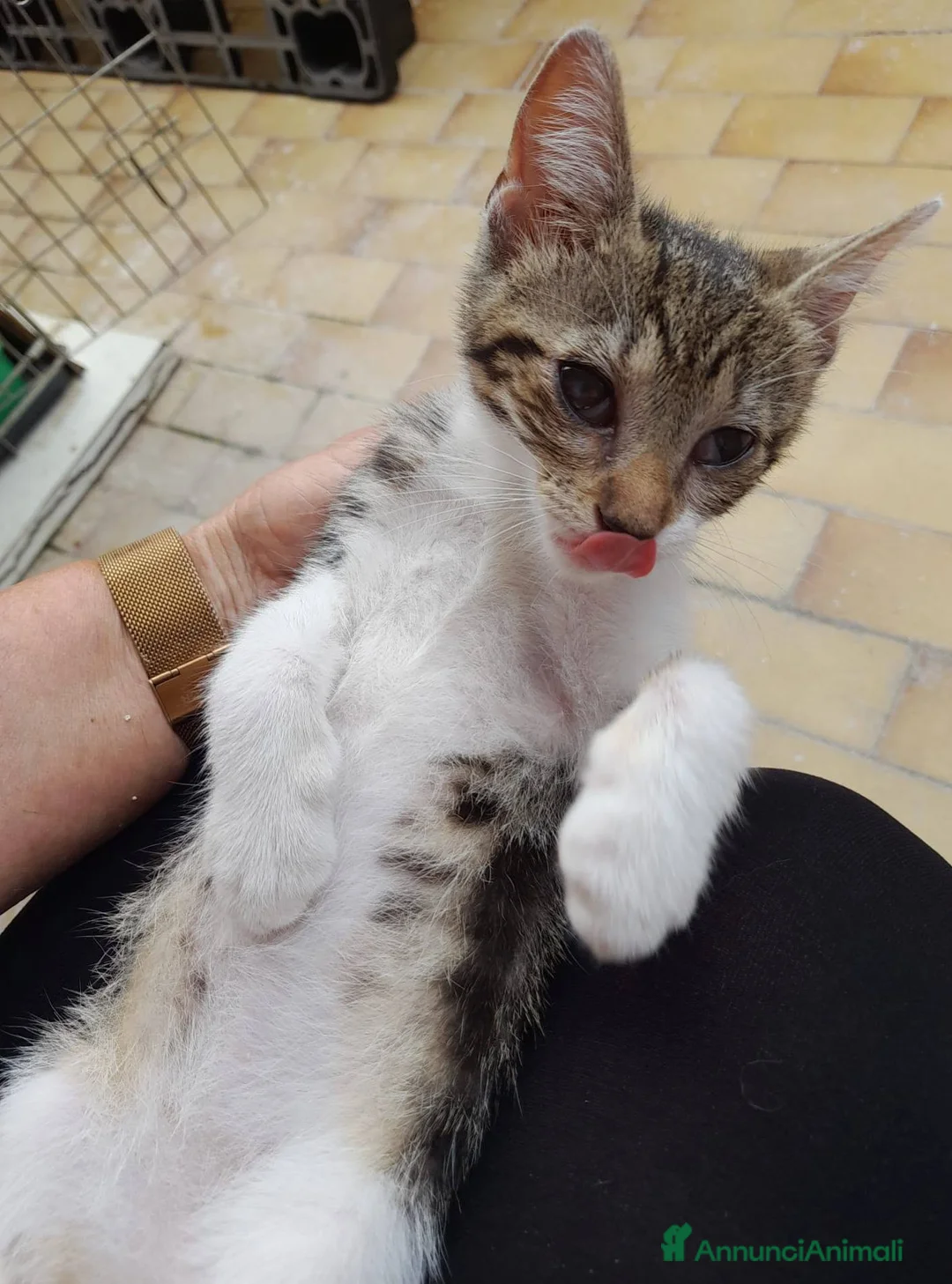 Meticcio gatti in regalo: Bignè gattina dolcissima  - Annuncio 2