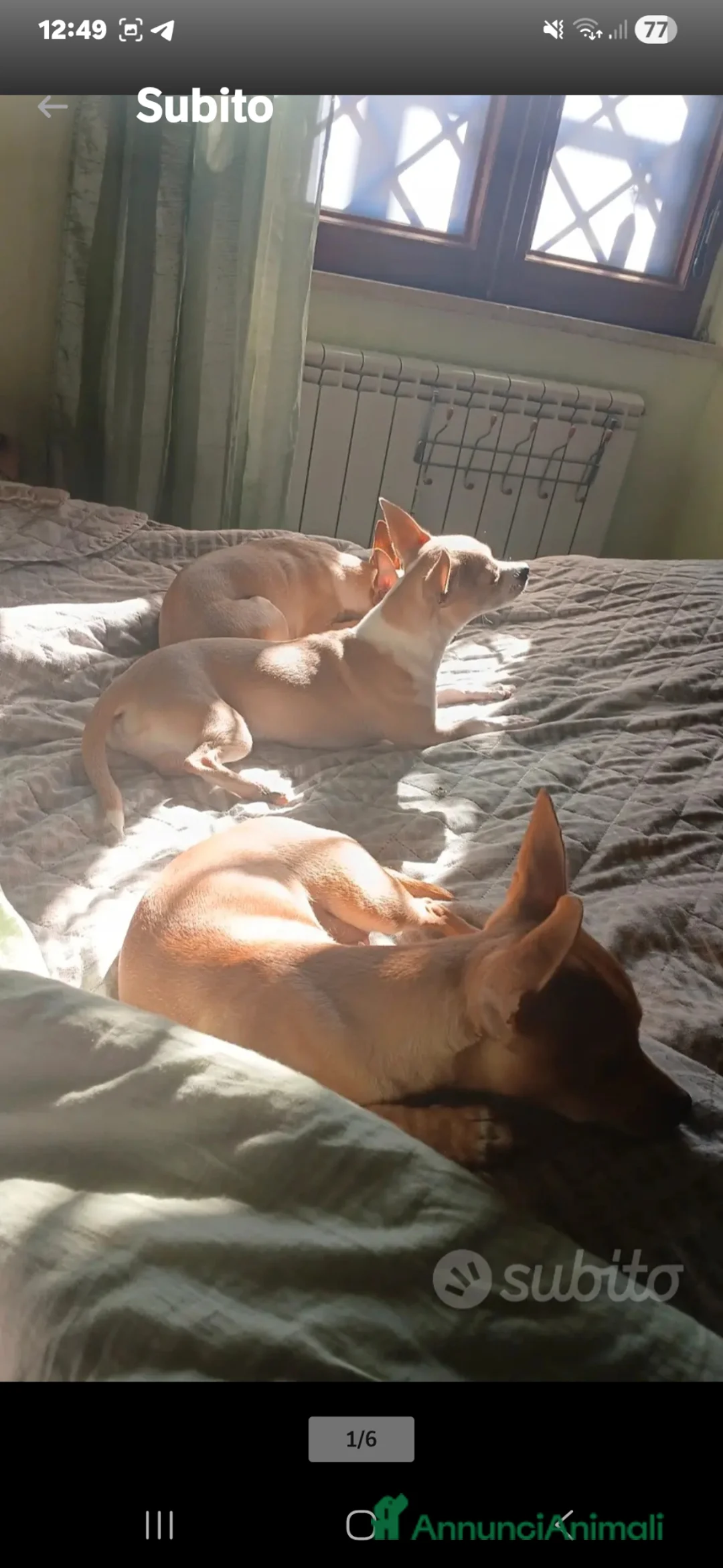 Chihuahua cani in vendita: Chihuahua bellissimi e dolcissimi - Annuncio 2