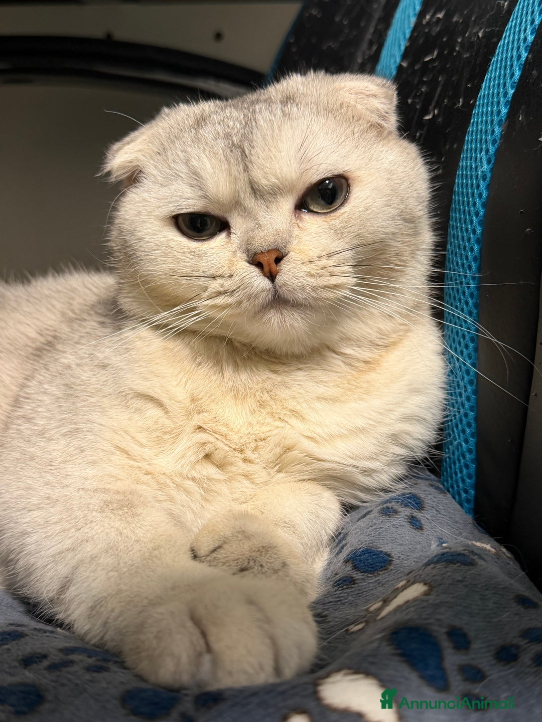 Scottish gatti per accoppiamento: Cerco femmina scottish straight per accoppiamento - Annuncio 9