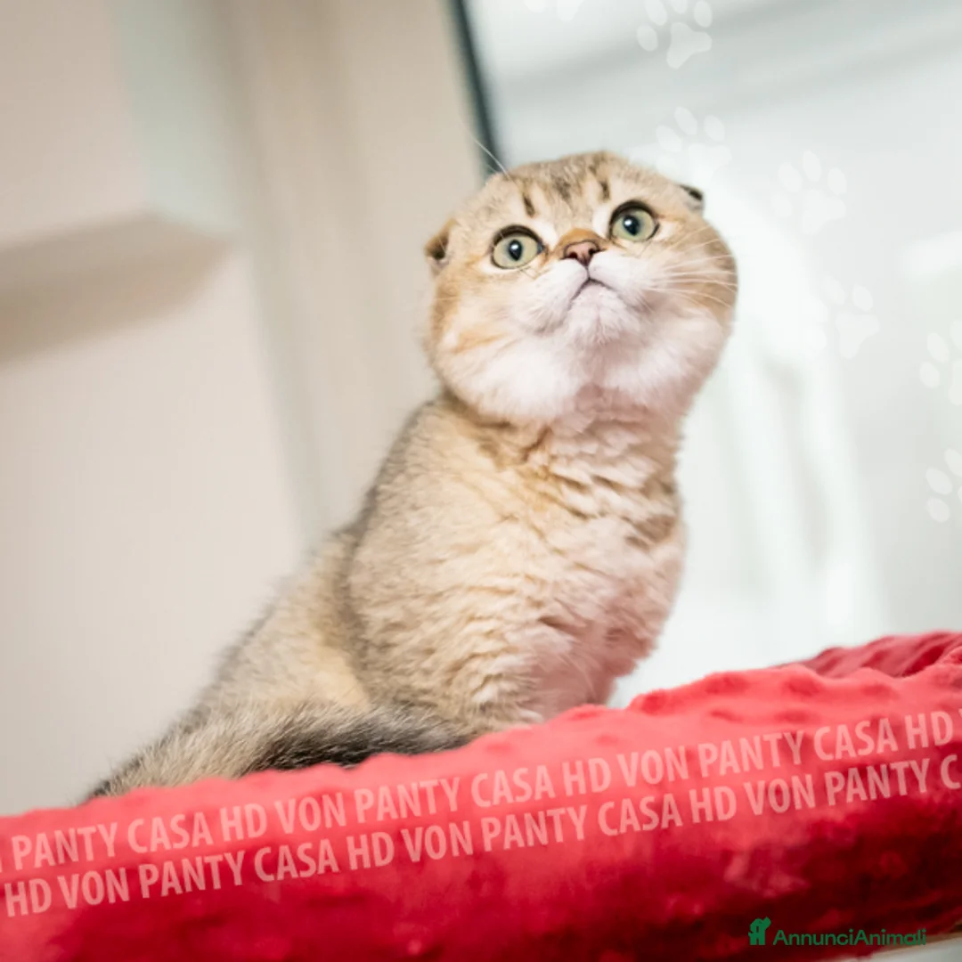 Scottish gatti in vendita: Cucciole Scottish Fold - Annuncio 21