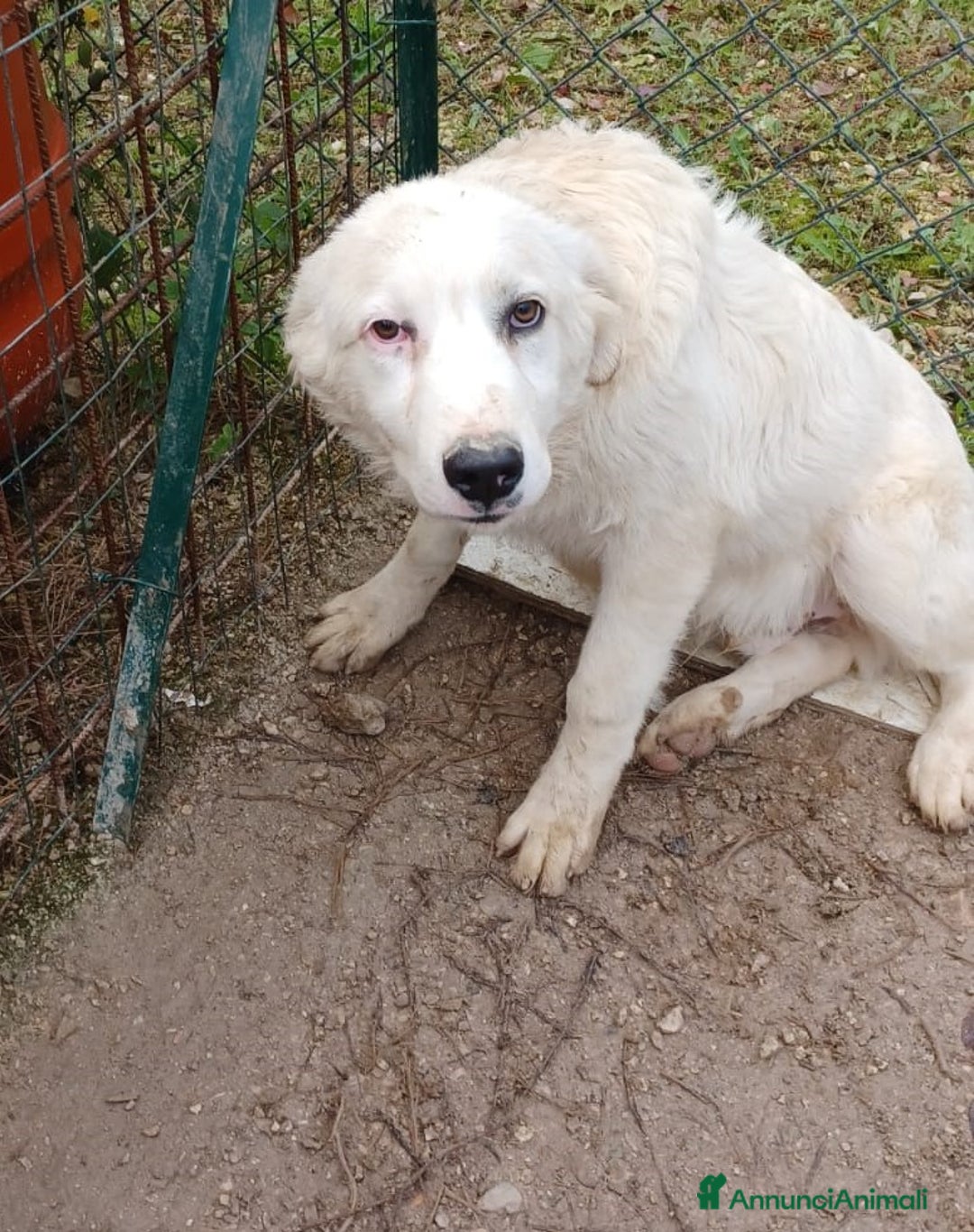 Meticcio cani in regalo: OSLO e LUCKY a Provincia di Pavia - Annuncio 1