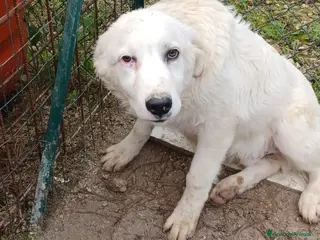 Meticcio cani OSLO e LUCKY a Provincia di Pavia - Annuncio 1