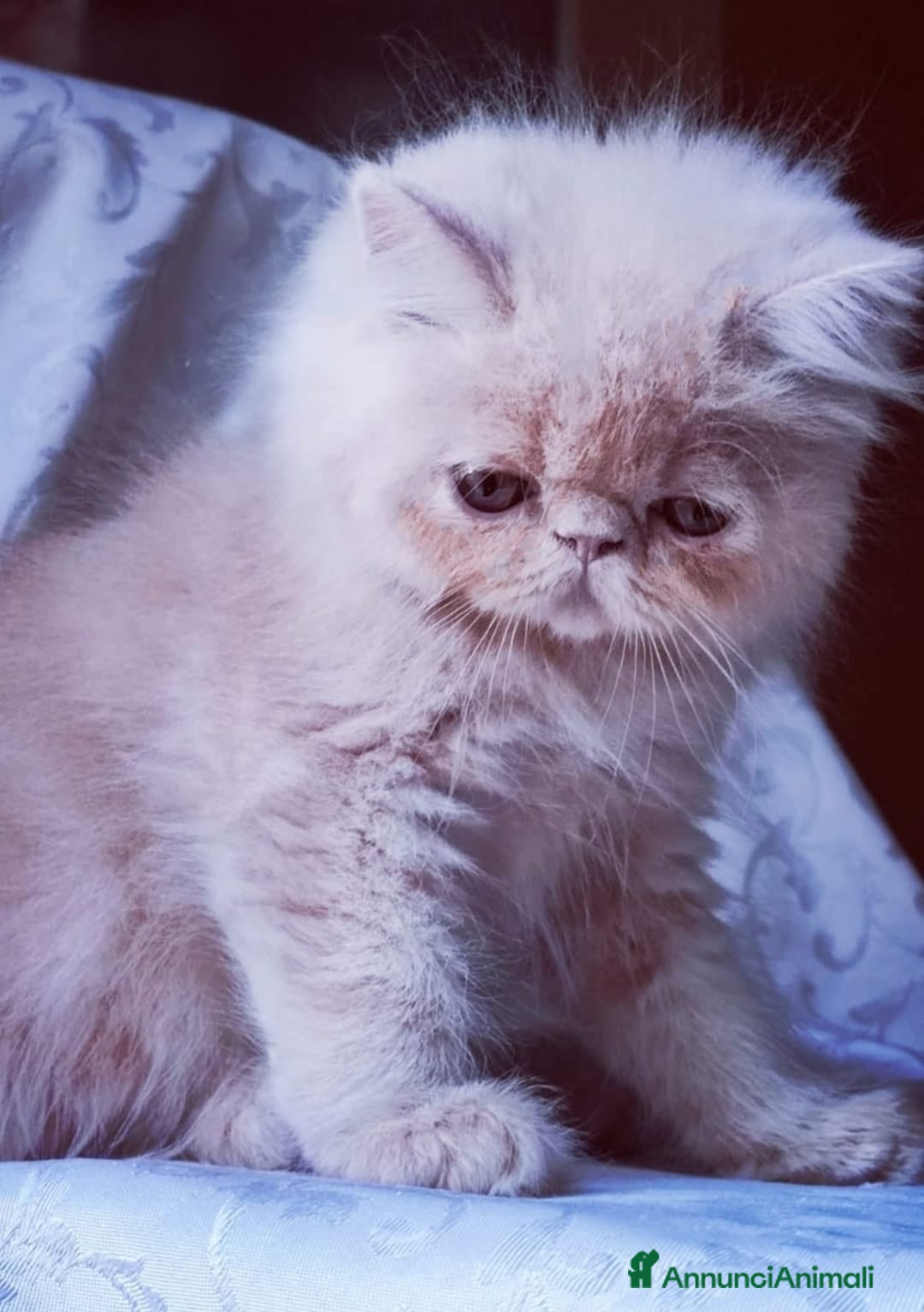 Persiano gatti in vendita: Cucciolo di gatto Persiano a Città Metropolitana di Bologna - Immagine 2