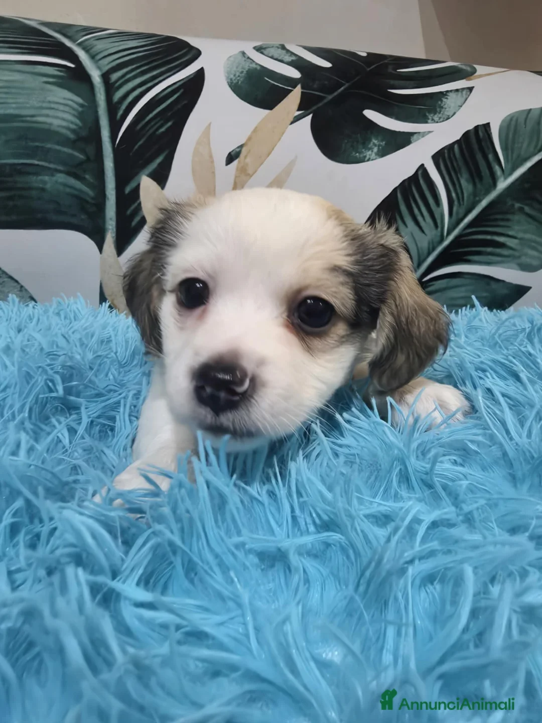 Meticcio cani in vendita: Ciao a tutti  - Annuncio 6