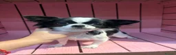 Chihuahua cani in vendita: Chihuahua pelo lungo bicolore a Città Metropolitana di Torino - Annuncio 3