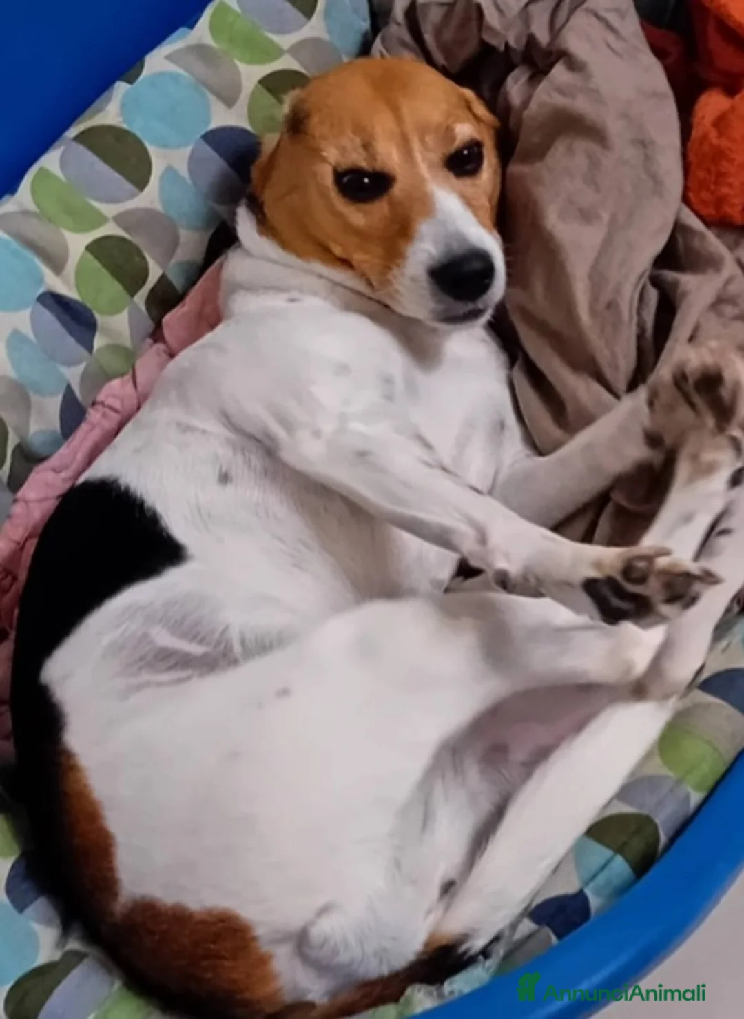Beagle cani in regalo: Beagle femmina 7anni figlio malato SOS CASA CAMPAN a Città metropolitana di Milano - Annuncio 2