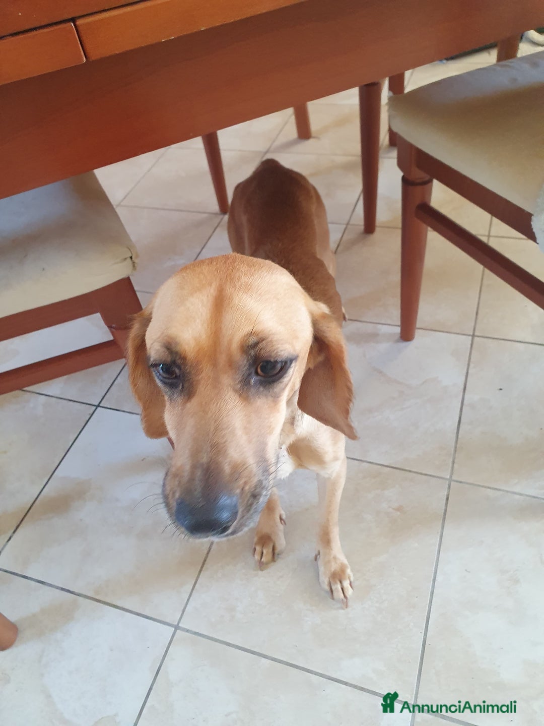 Segugio cani in regalo: NANDA a Provincia di Modena - Annuncio 9