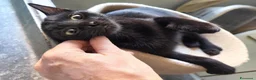 Meticcio gatti in regalo: Gattini affettuosissimi a Provincia di Modena - Annuncio 3