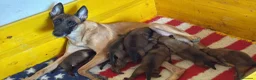 Pastore Belga cani in vendita: Ultima cucciola di pastore belga malinois  - Annuncio 6
