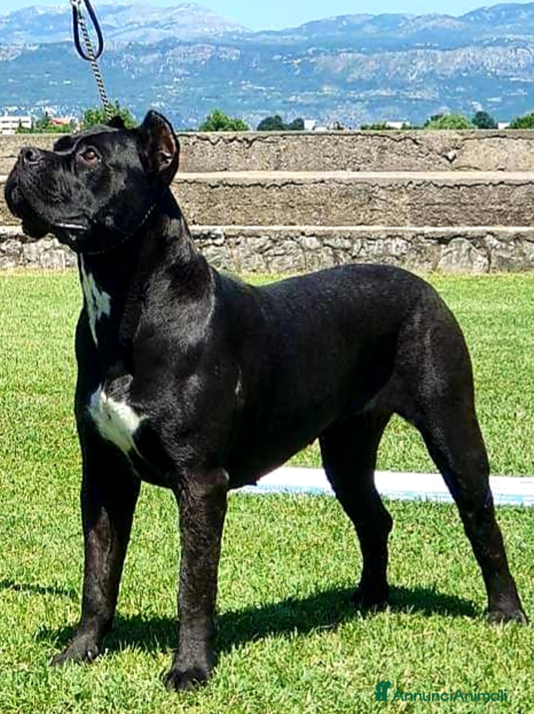 Immagine della galleria {{count}}