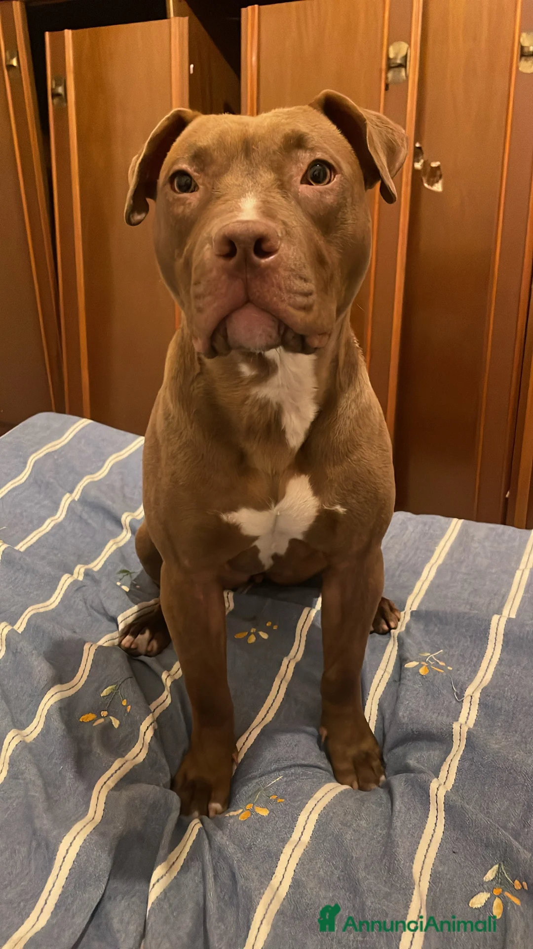 Pitbull cani in vendita: CUCCIOLI PITBULL  a Provincia di Pescara - Annuncio 2