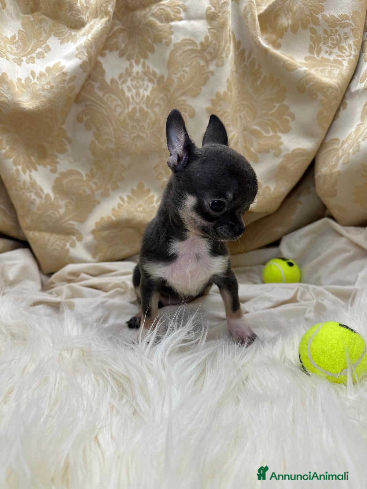 Chihuahua cani Chihuahua Blu - Annuncio 10