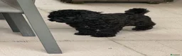 Barboncino cani in vendita: CucciolaDi barboncino  - Annuncio 4