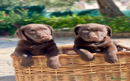 Labrador cani in vendita: Meraviglioso cucciolo di labrador chocolate puro a Città metropolitana di Palermo - Immagine 23