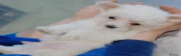 Maltese cani in vendita: 2 cuccioli di Maltese  - Annuncio 4