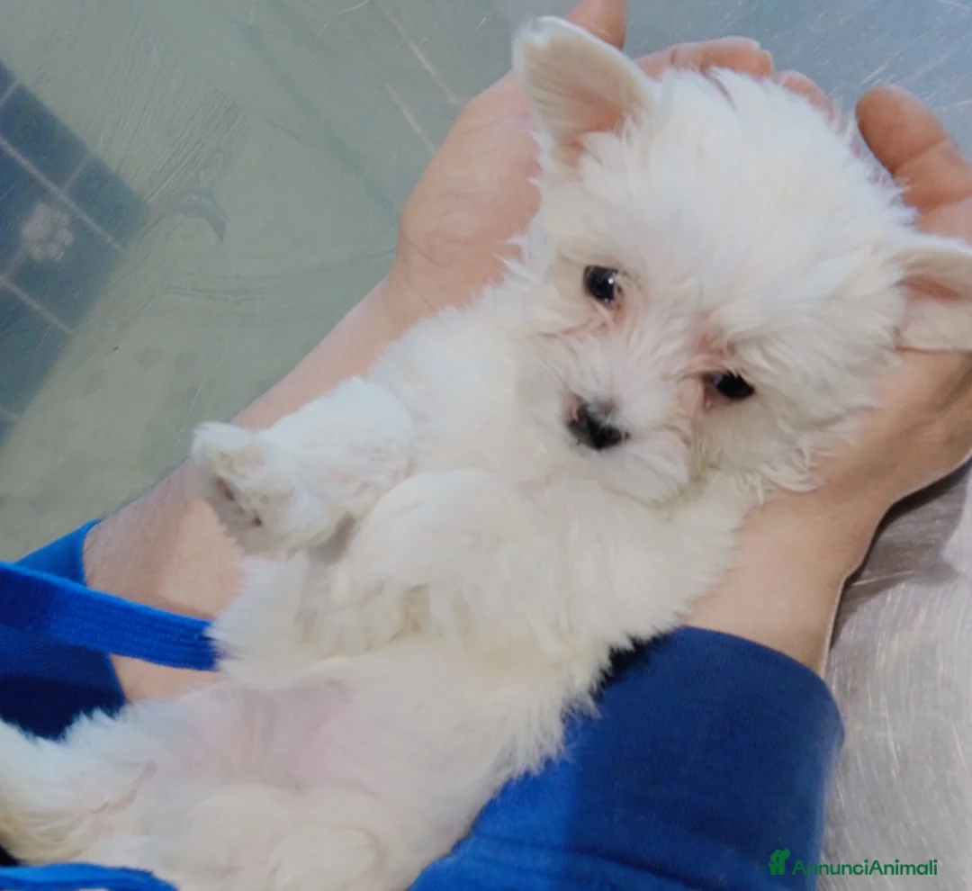 Maltese cani in vendita: 2 cuccioli di Maltese  - Annuncio 4
