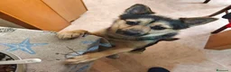 Meticcio cani in regalo: Milo dolcissimo cagnolino taglia piccola a Città metropolitana di Milano - Annuncio 3