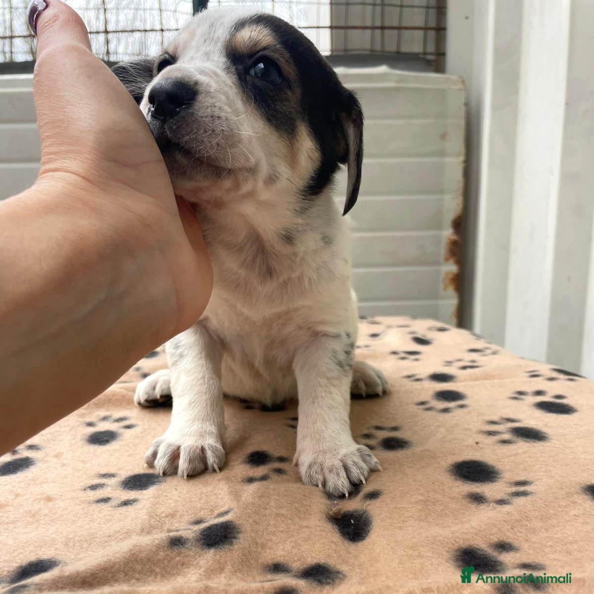 Segugio cani LA DOLCISSIMA HALLEY - Annuncio 19