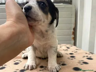 Segugio cani LA DOLCISSIMA HALLEY - Annuncio 19