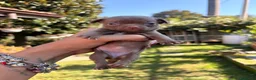 Chihuahua cani in vendita: Chihuahua  - Annuncio 19