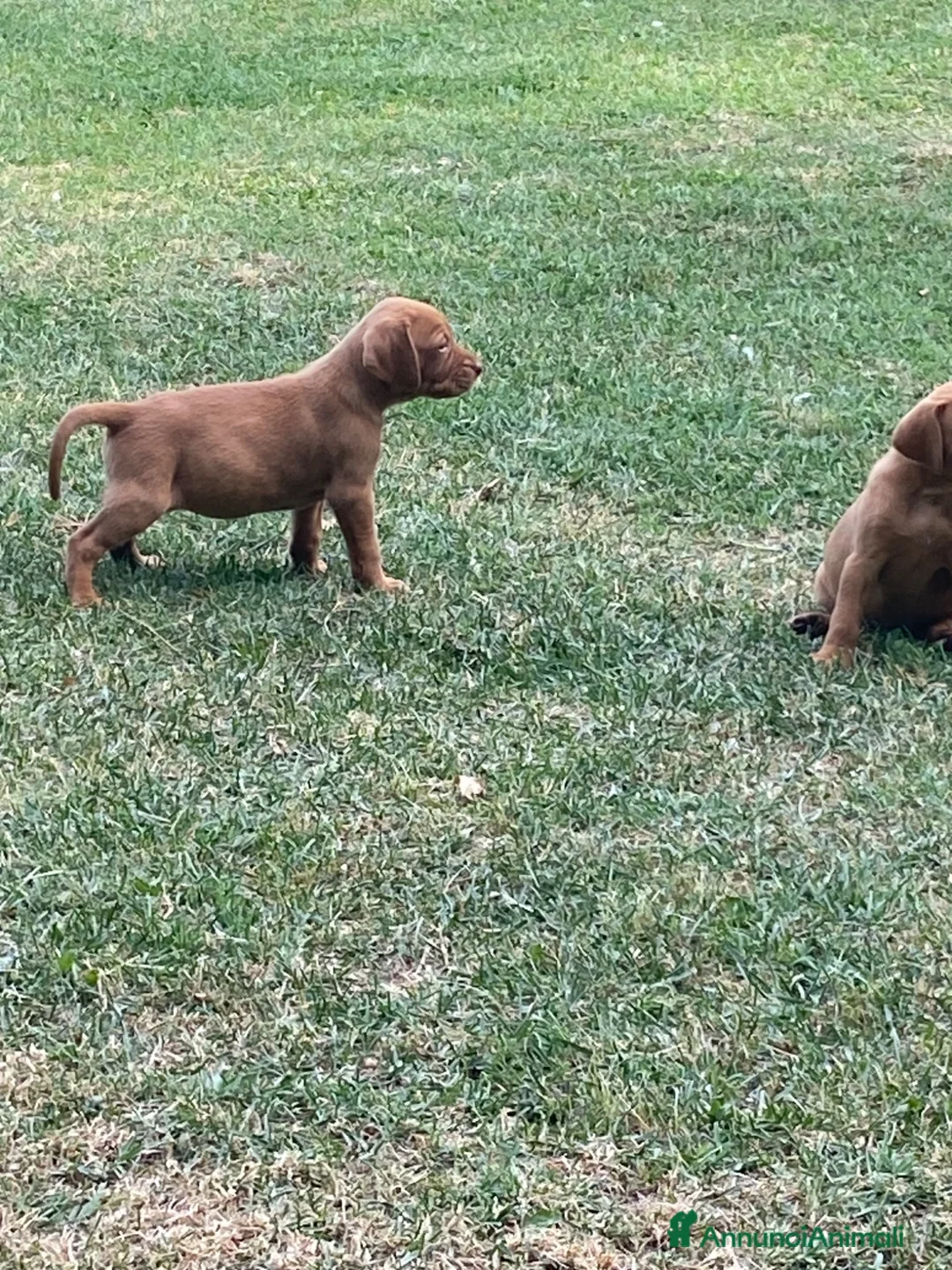 Bracco cani in vendita: Disponibili cuccioli bracco ungherese a Provincia di Modena - Annuncio 2
