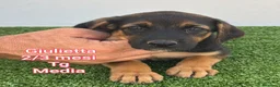 Meticcio cani in regalo: TANTI CUCCIOLI SOLI! a Provincia di Vicenza - Annuncio 7