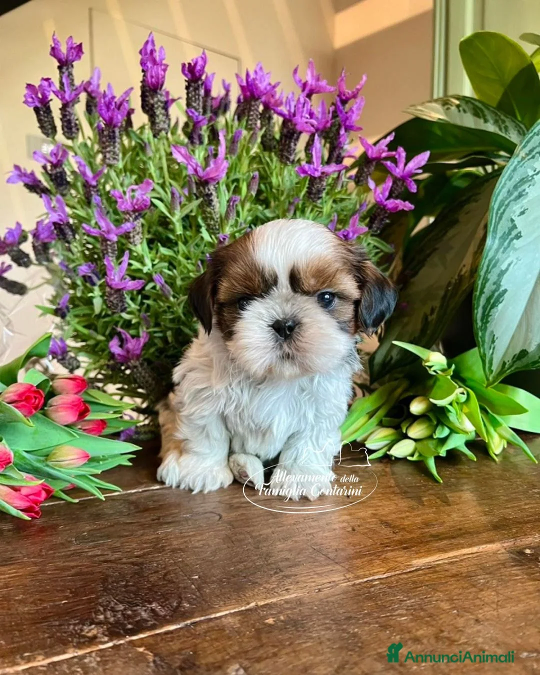 Shih Tzu cani in vendita: CUCCIOLI SHIHTZU a Città metropolitana di Milano - Annuncio 1