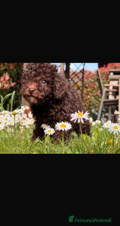 Barboncino cani - Annuncio 8
