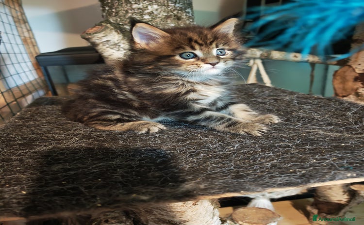 Maine Coon gatti a Provincia di Varese - Annuncio 6