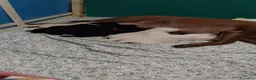 Labrador cani in vendita: Splendidi  - Annuncio 3