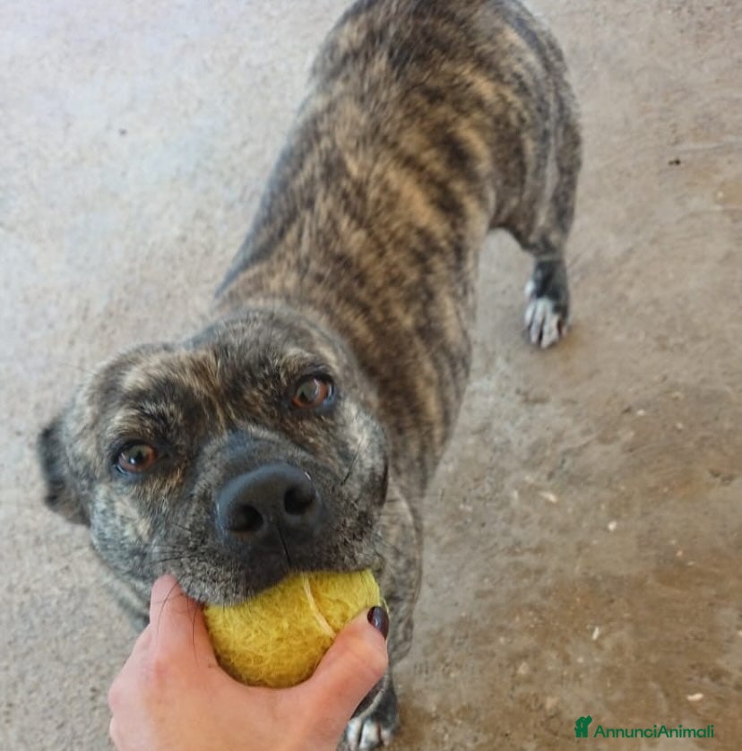 Meticcio cani CETTINA simil pit 3 anni cerca casa a Provincia di Latina - Annuncio 18