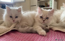 Persiano gatti in vendita: Gattini persiani normotipo  a Provincia di Reggio Emilia - Immagine 1