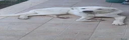 Meticcio cani in regalo: MAITRI DOLCISSIMO CUCCIOLONE CERCA CASA - Annuncio 3