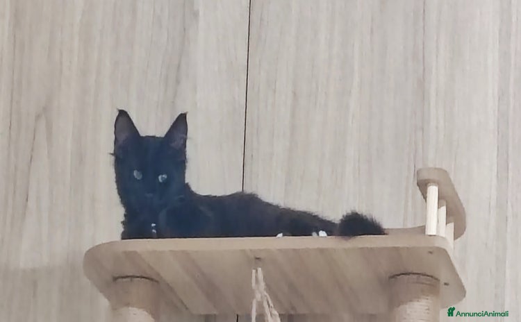 Norvegese gatti - Annuncio 3