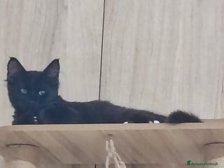 Norvegese gatti Norvegese nero - Annuncio 3