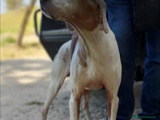 Pointer cani VENTO un tesoro tutte coccole a Pomezia - Annuncio 5