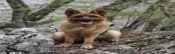 Pastore Tedesco cani in vendita: Pastore tedesco selezionati. Cucciolo femmina - Annuncio 5