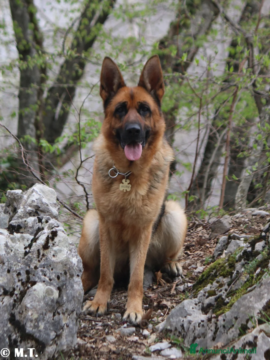 Pastore Tedesco cani in vendita: Pastore tedesco selezionati. Cucciolo femmina - Annuncio 5