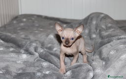 Sphynx gatti in vendita: Vendo cuccioli di sphynx a Provincia di Massa e Carrara - Immagine 1