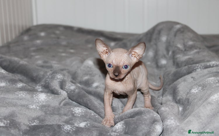 Sphynx gatti a Provincia di Massa e Carrara - Annuncio 2