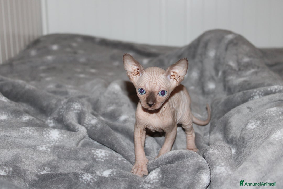 Sphynx gatti in vendita: Vendo cuccioli di sphynx a Provincia di Massa e Carrara - Immagine 1