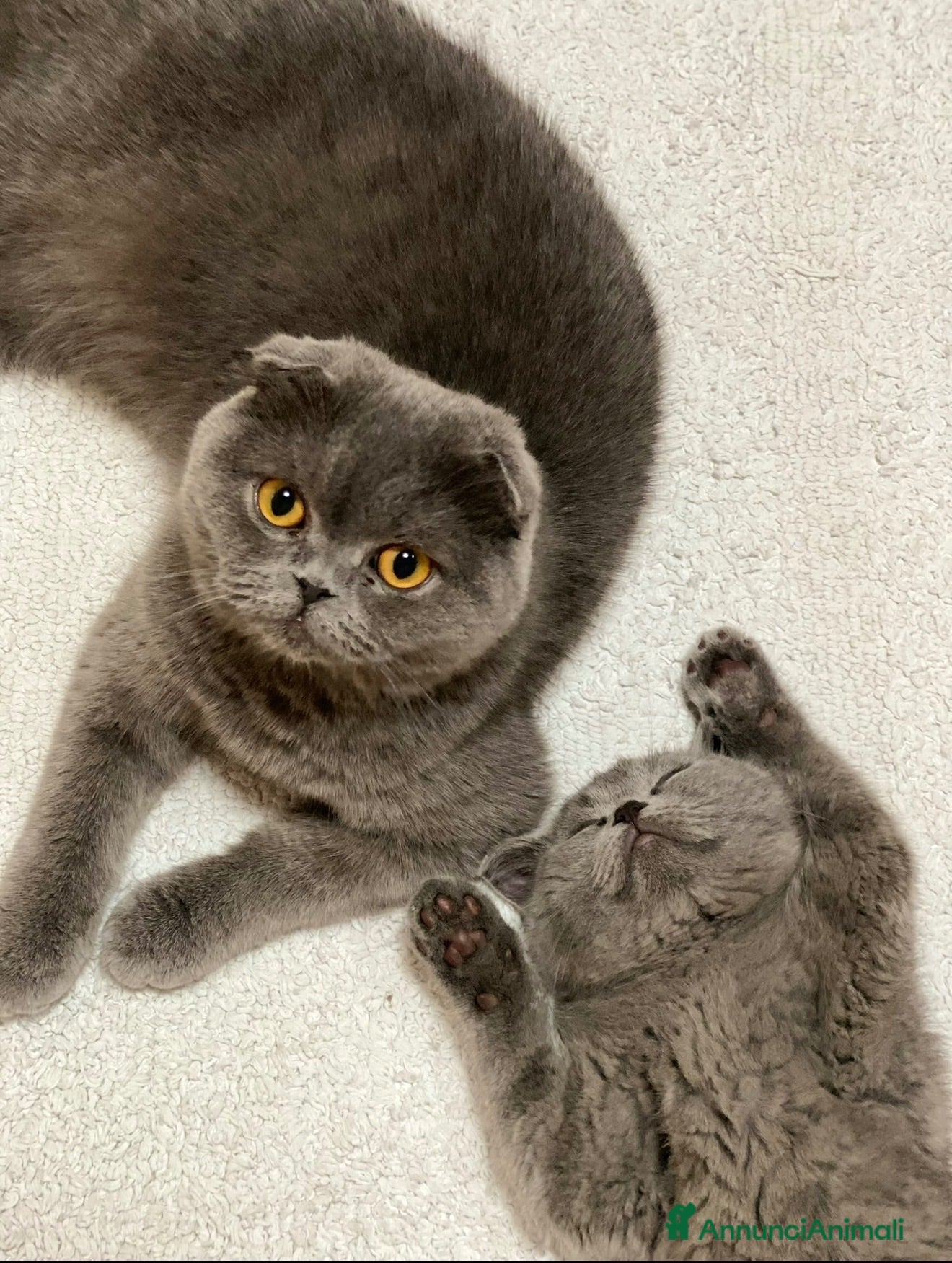 Scottish gatti Cuccioli Scottish Fold Blue  - Annuncio 12